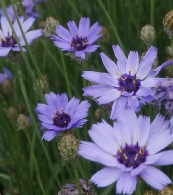  Catananche caerulea 
