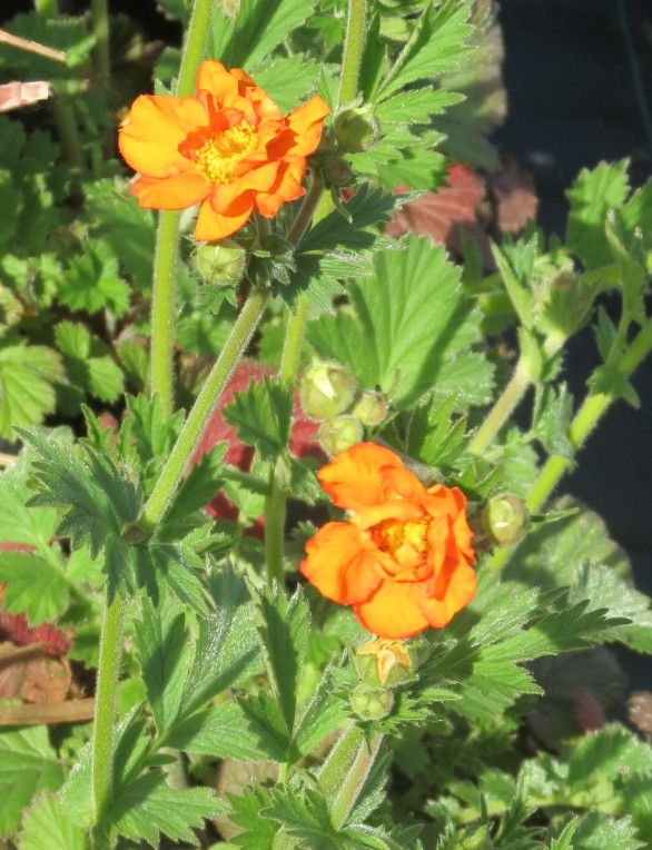  Geum Prinses Juliana