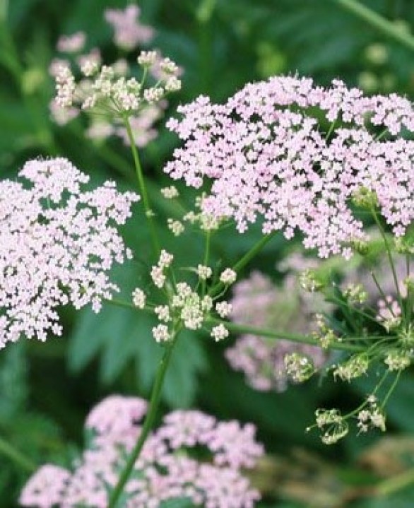  Pimpinella major Rosea