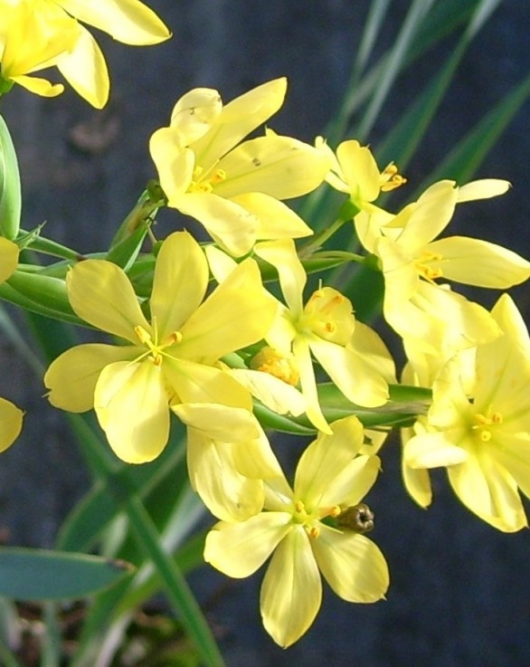  Sisyrichium palmifolium 