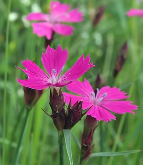  Dianthus carthusianorum 