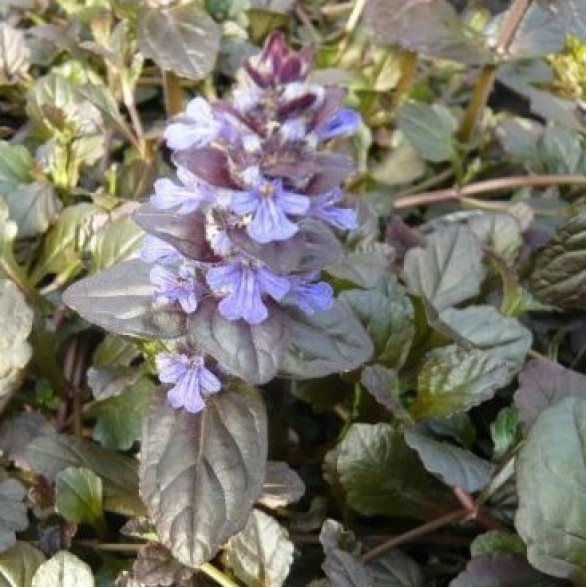  Ajuga reptans Braunherz
