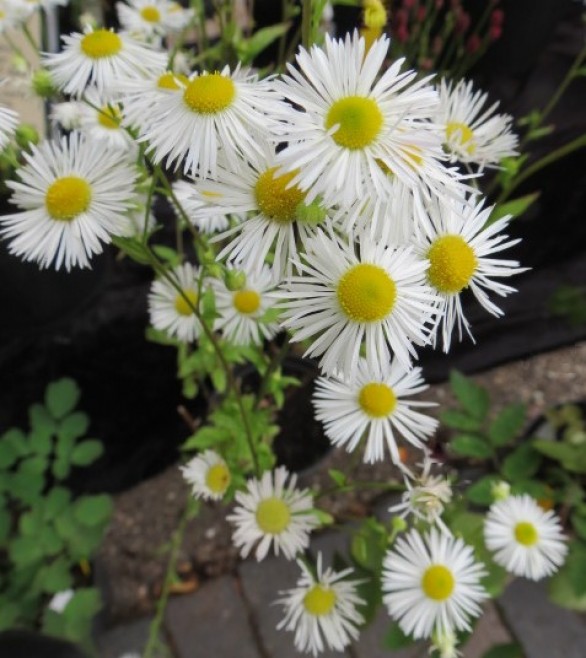  Erigeron annuus 