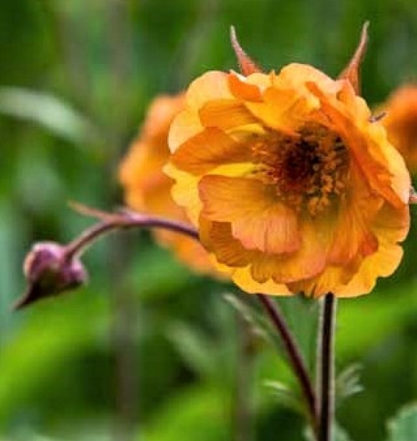  Geum Totally Tangerine