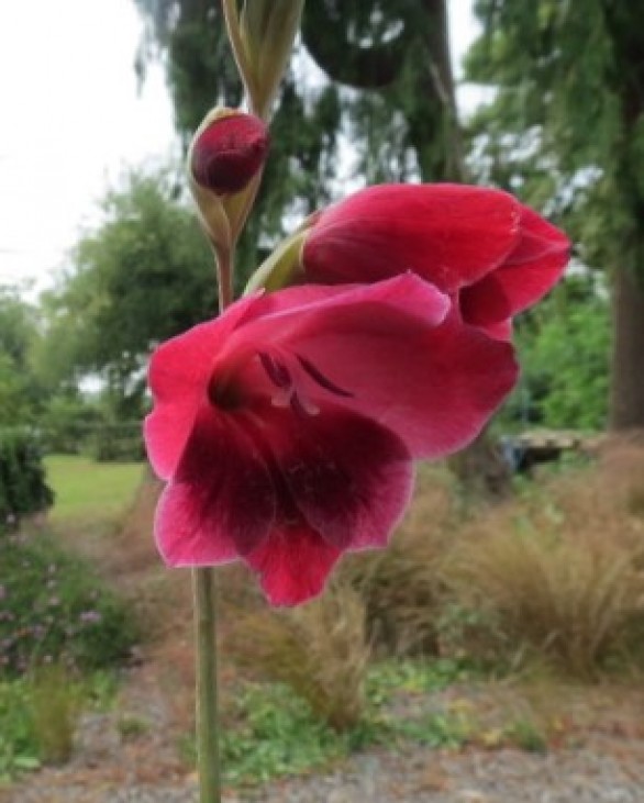  Gladiolus papilio Ruby