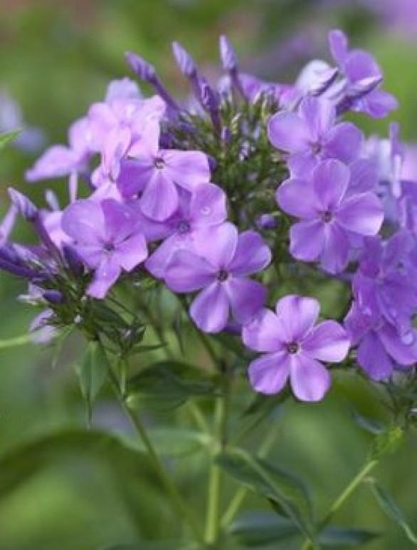  Phlox x arendsii Luc's Lilac