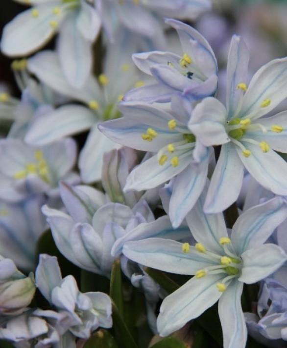  Scilla mischtschenkoana Tubergeniana