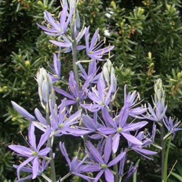  Camassia quamash Orion
