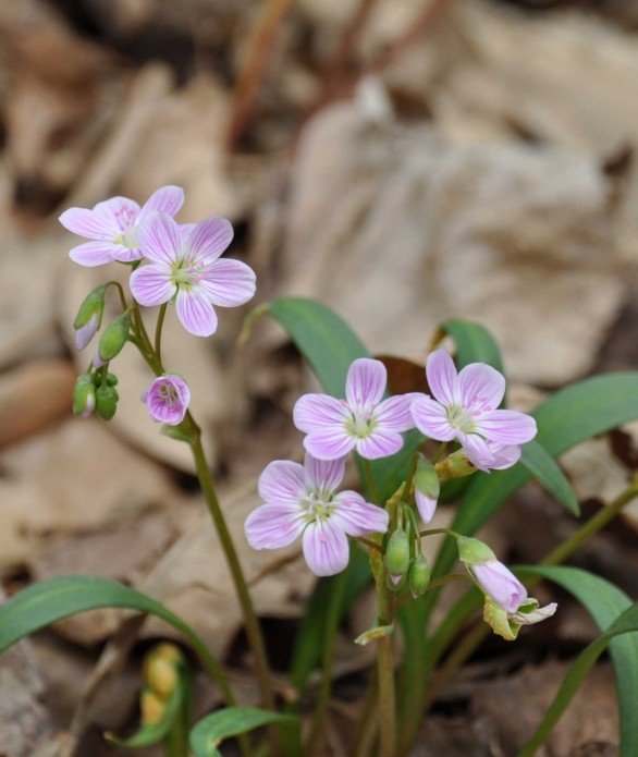  Claytonia virginica 
