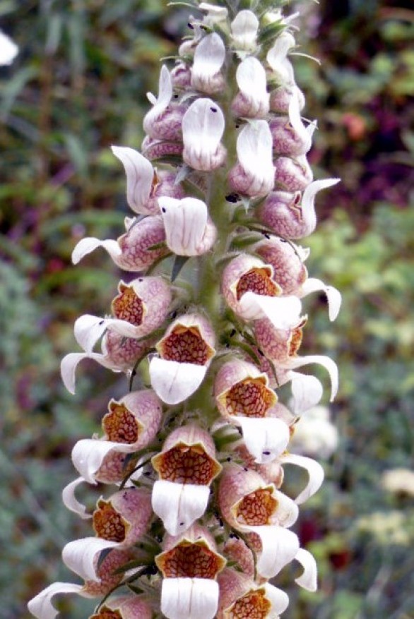  Digitalis lanata 