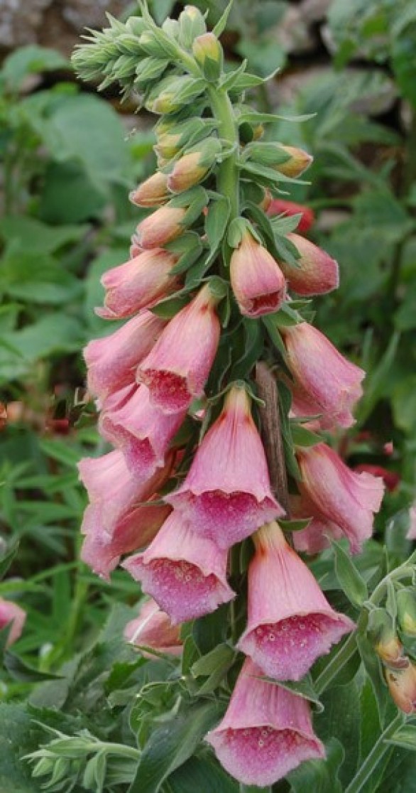  Digitalis x mertonensis 