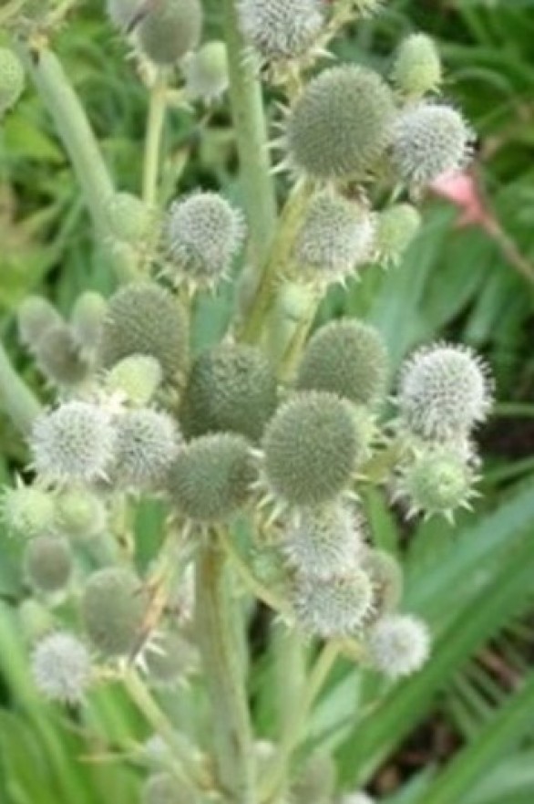  Eryngium agavifolium 