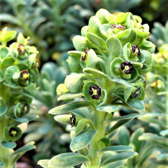  Euphorbia characias Portuguese Velvet