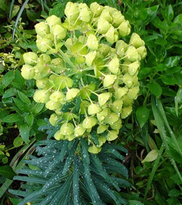  Euphorbia characias subsp. wulfenii 