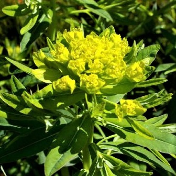  Euphorbia palustris 