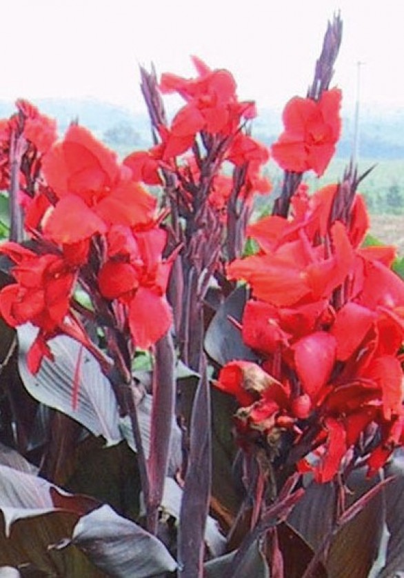  Canna Tropicanna Black