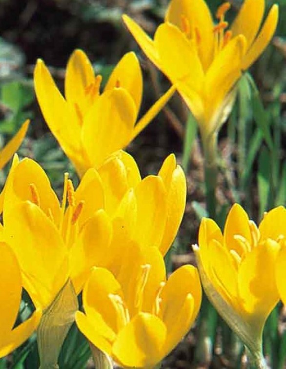  Sternbergia lutea 