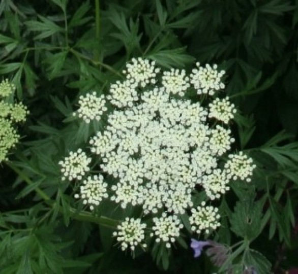  Cenolophium denudatum 