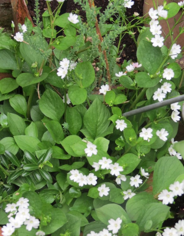  Claytonia sibirica f albiflora 