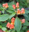  Impatiens auricoma x bicaudata 