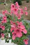  Diascia fetacaniensis Daydream