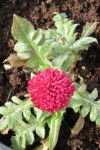 Knautia macedonica 