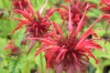  Monarda Squaw