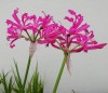  Nerine bowdenii Isabel