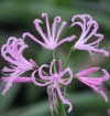  Nerine undulata 