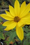  Rudbeckia laciniata Herbstsonne