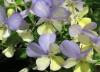  Viola cornuta Blue Moonlight