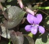  Viola riviniana Purpurea Group