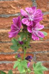  Malva sylvestris Windsor Castle