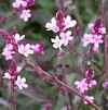  Verbena officianalis var grandiflora Bampton