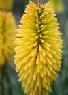  Kniphofia Bees Lemon