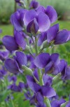  Baptisia australis 