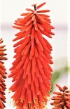  Kniphofia Nancy's Red