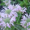  Monarda Fishes