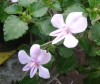  Impatiens kilimanjari x pseudoviola (pale pink form) 