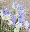  Iris Silvery Beauty