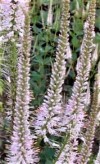  Veronicastrum virginicum Pink Glow