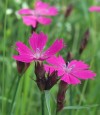  Dianthus carthusianorum 