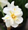  Narcissus Sir Winston Churchill