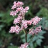  Rodgersia pinnata Chocolate Wing