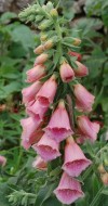  Digitalis x mertonensis 