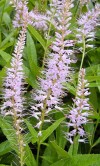  Veronicastrum virginicum Lavendelturm